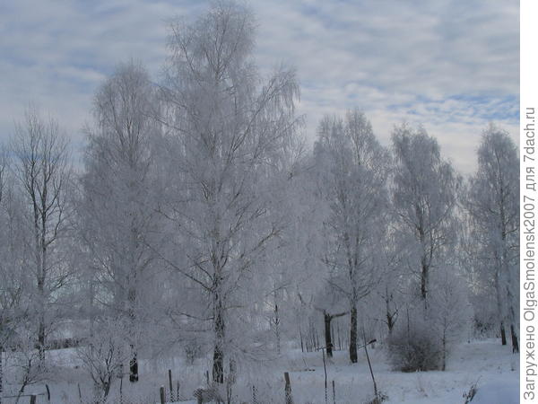 Красавицы в белых нарядах.