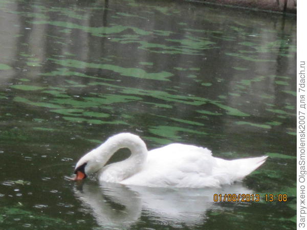 Скромница лебедушка.