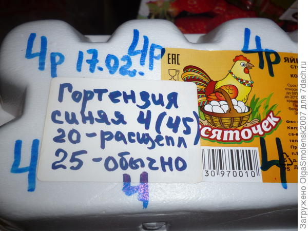 Гортензия в парничке.
