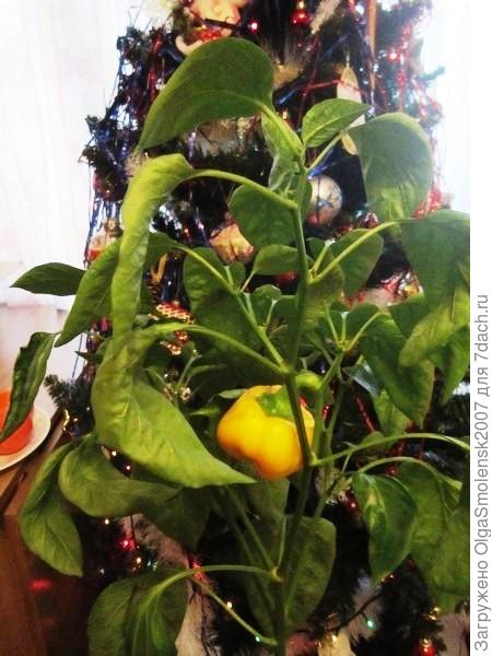 Забирали в 2015 году домой куст желтого перца. Жалко было оставить. Он весь был в перчиках. На НГ доедаем последний.