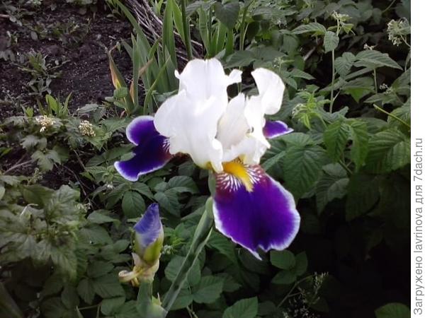 это мой красавец , тоже не знаю как имя!