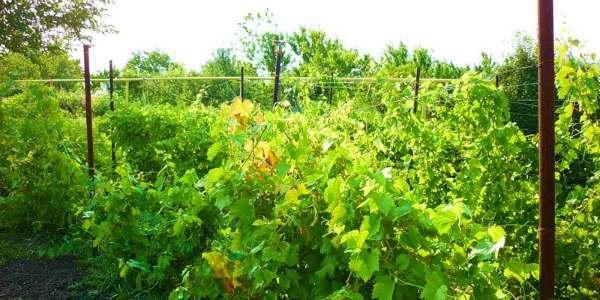 Фото с сайта vinogradna.ru выставлено редакцией для наглядности