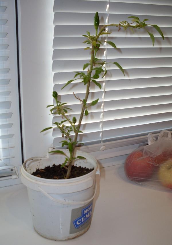 перец в вазоне