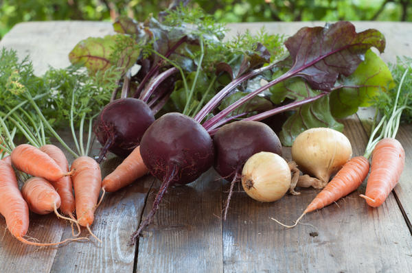 Контрольная работа: Агротехника возделывания чечевицы, раннего картофеля и кормовой моркови