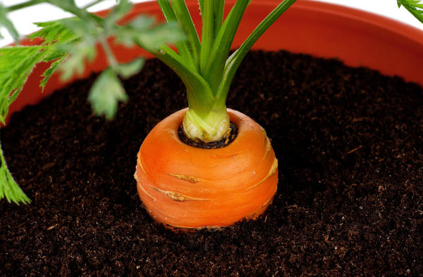 Можно ли выращивать салат на подоконнике в горшке и рассадой. Как сэкономить на лампах и не навредить рассаде и своему здоровью