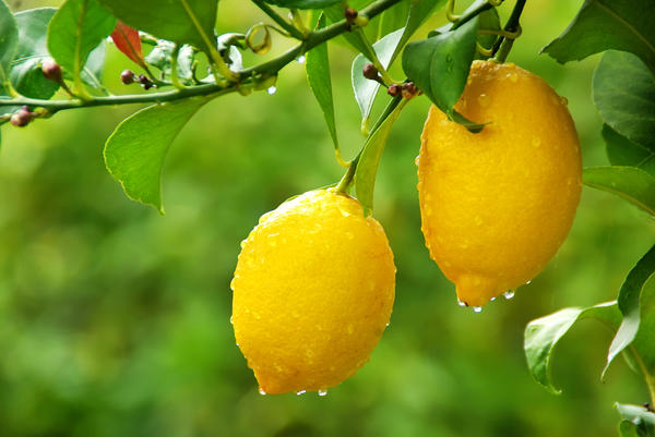 Выращивание лимонов и других экзотических фруктов из косточек в домашнихусловиях