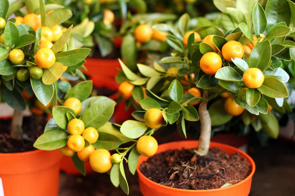 Если ваша цель - собирать лимоны или апельсины прямо с подоконника, лучше найти черенки нужных сортов и привить свои сеянцы