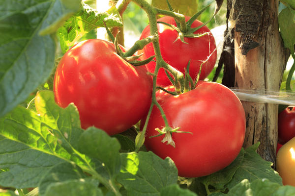 Нехватка азота у томатов фото