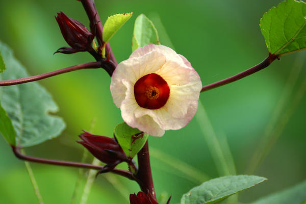 Цветок суданского гибискуса