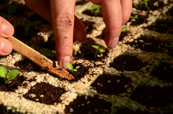 Пикировка - травматичная процедура