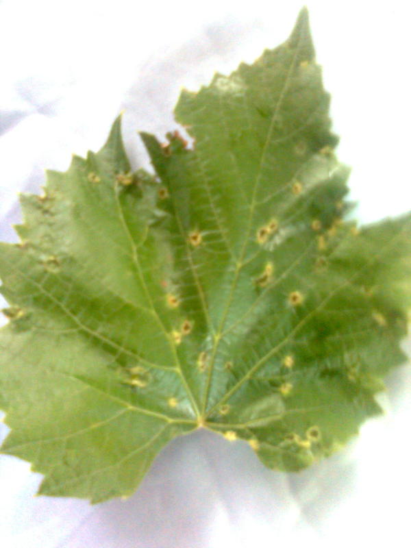 Бугорки на листьях винограда фото и описание