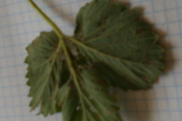 фото от подписчика