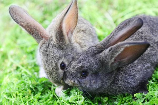Кролики не самые простые для разведения животные