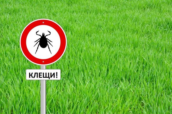 Внимание - клещи!