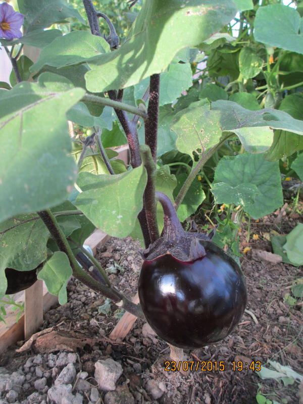 Баклажан Шалун