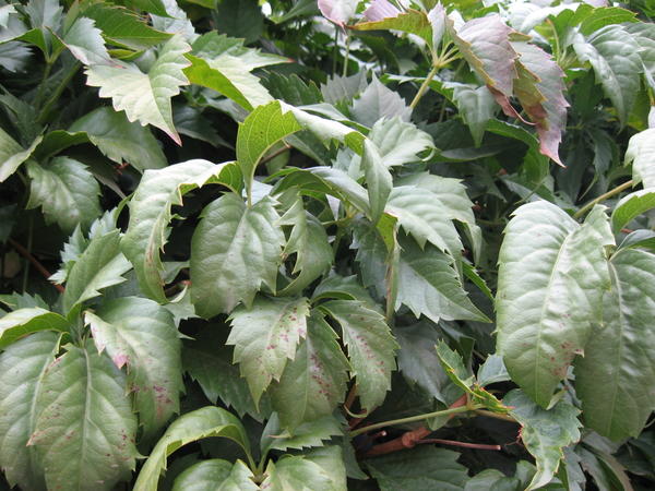 девичий виноград