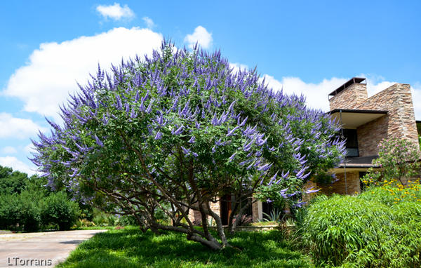 Texas Lilac Vitex Tree