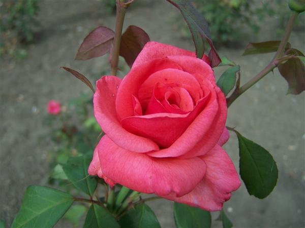 красивый цветок для прекрасной дамы