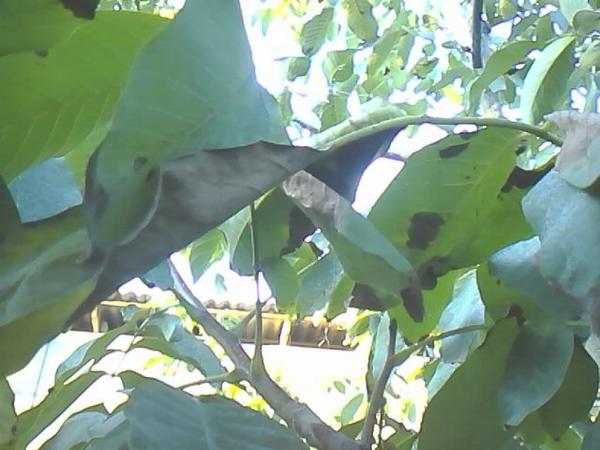 Болезни грецкого ореха на листьях фото зеленых