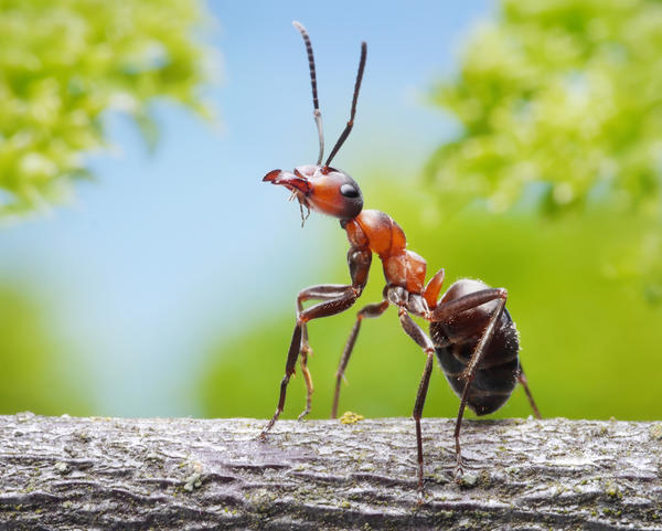 Лентяи и работяги муравейника