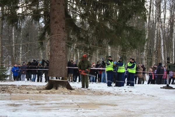 Ель спиливать доверили лесничему Ивану Новожилову