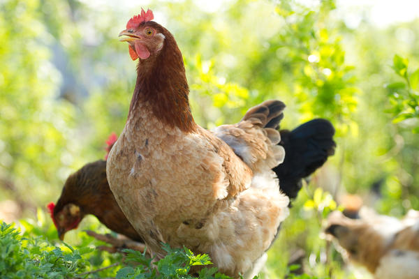 Когда и как перевести цыплят в общий курятник