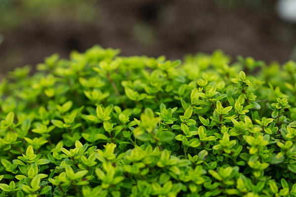 Lemon Thyme