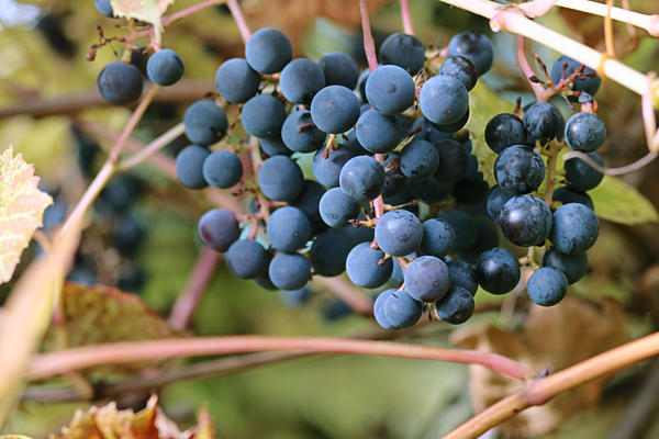 Амурский виноград - гость с Дальнего Востока