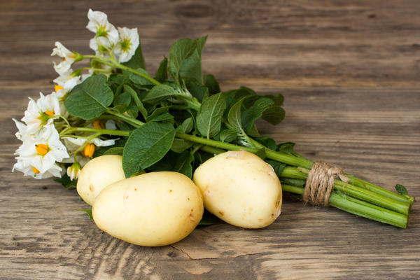 Выращивание картофеля из ботанических семян