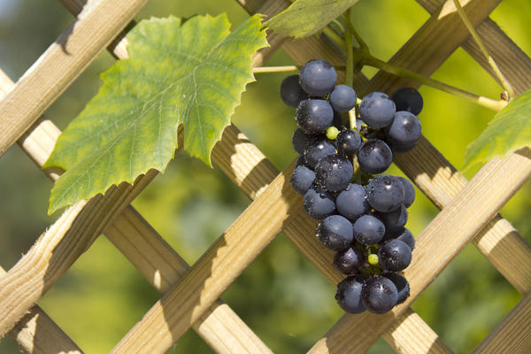 Шпалера для винограда своими руками – фото и чертежи