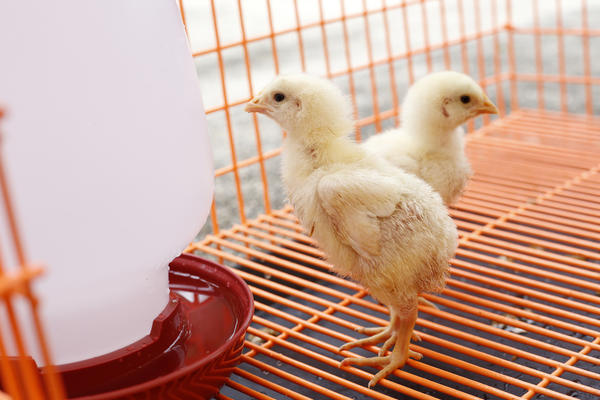 Самодельный брудер – детский садик для цыплят легко и просто