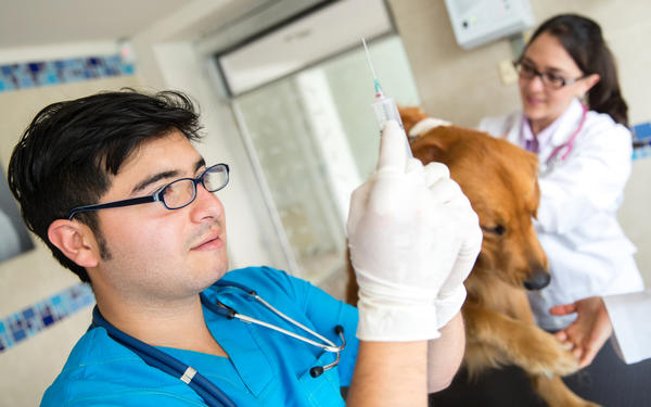 Вакцинация собаки - очень нужная процедура