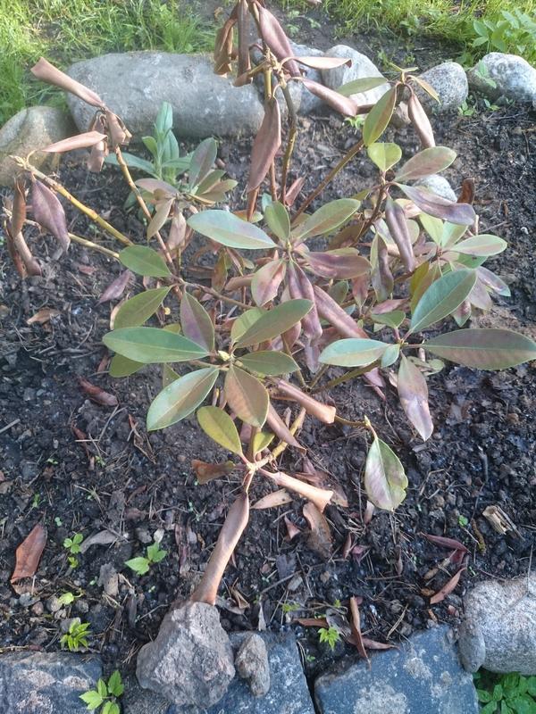 Листья Рододендрона Фото