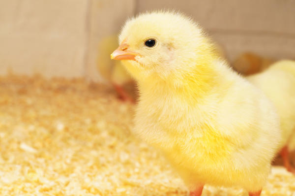 Здоровье цыплят, их способность расти зависит от условий инкубации