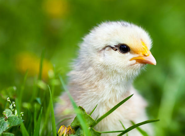 Цыплёнок в траве