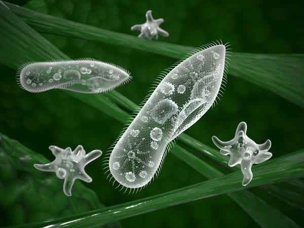 Микроорганизмы