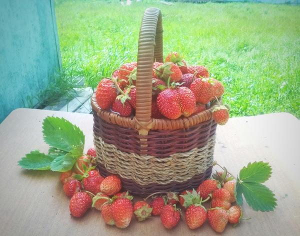 живописная корзинка с клубникой