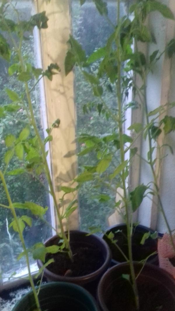 Помидоры сильно вытянулись что делать. Вытягивается растение томат. Вытягиваются листья на помидорах. Томаты сильно вытянулись. Обрезка вытянувшись томатов.