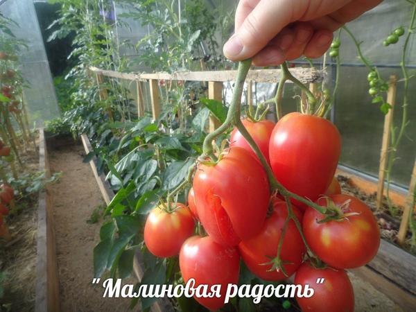 Малиновая радость