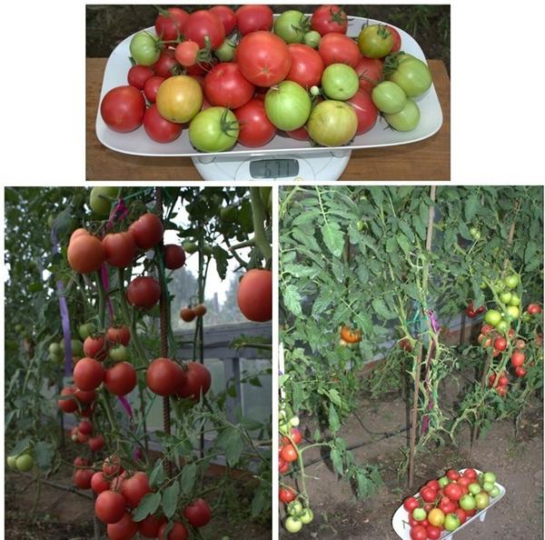 Малиновый сюрприз