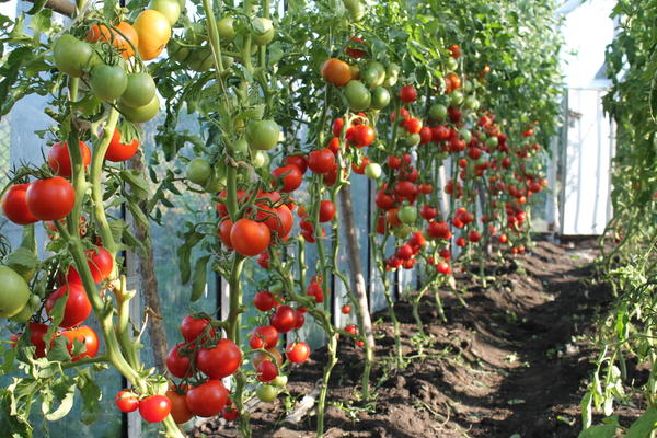 Малиновое чудо