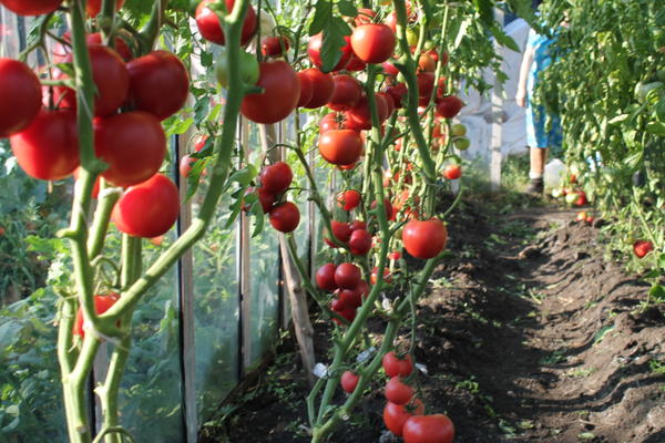 Малиновое чудо