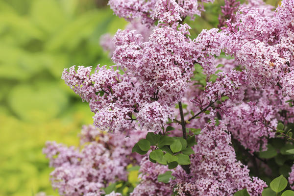 Сирень Мейера Палибин (Syringa meyeri Palibin)