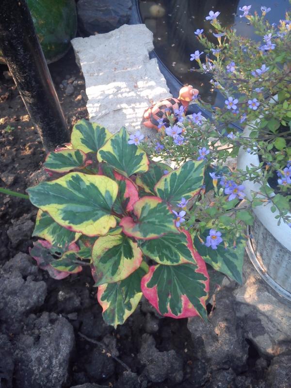 неизвестное растение