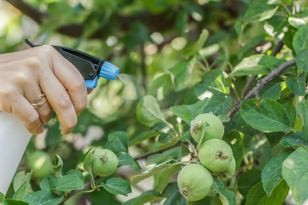 Яблоки могут накапливать пестициды