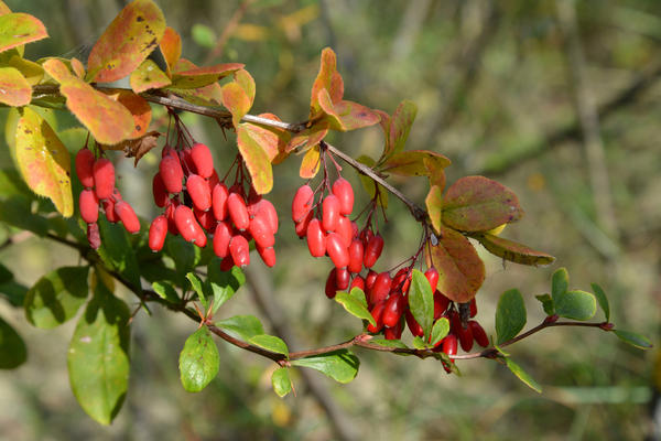 Барбарис обыкновенный (Berberis vulgaris L.)