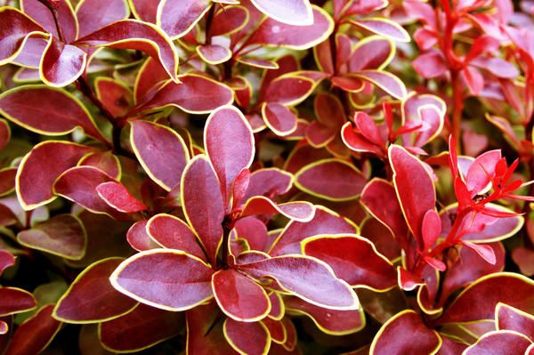 Барбарис Тунберга (Berberis thunbergii Coronita)