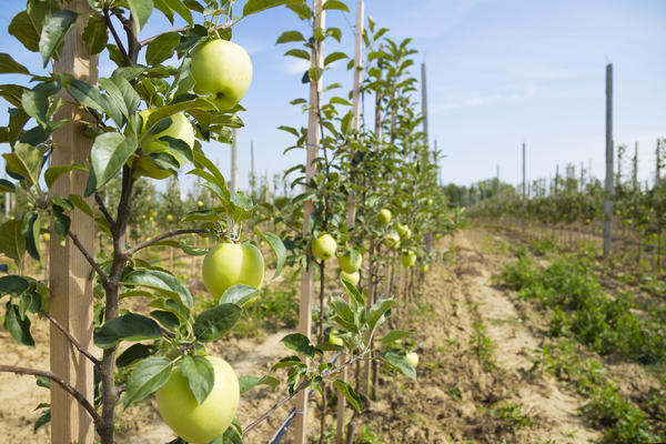 Некоторые сорта колонновидных яблонь начинают давать урожай в однолетнем детском возрасте