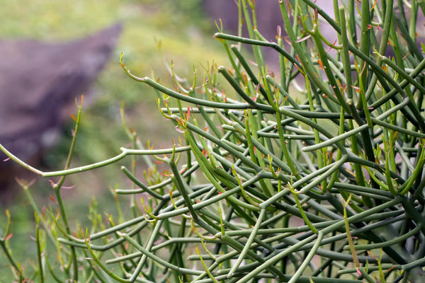 Euphorbia tirucalii Euphorbia tirucalii