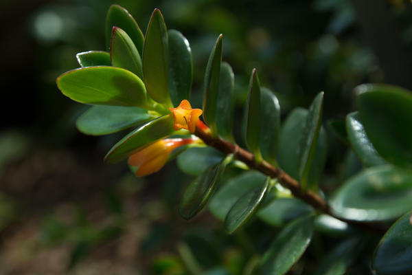 Hypocyrta Glabra Hypocyrta Glabra